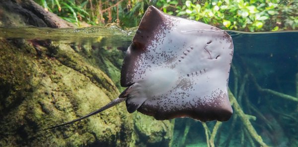 Quels sont les meilleurs spots pour la plongée avec les raies mantas en Indonésie?